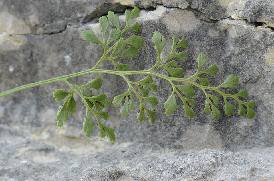 Asplenium ruta-muraria / Ruta di muro